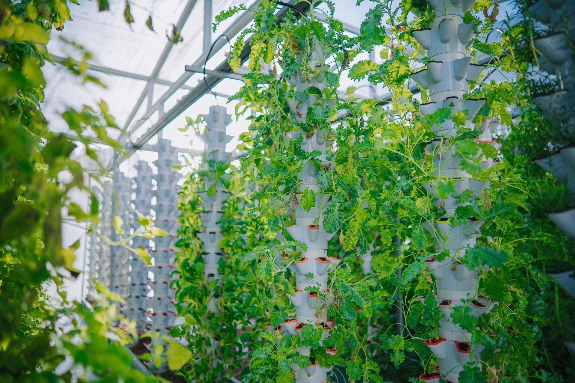Rows of vibrant green plants growing inside a Golden Valley Hydroponics greenhouse in Yuba City