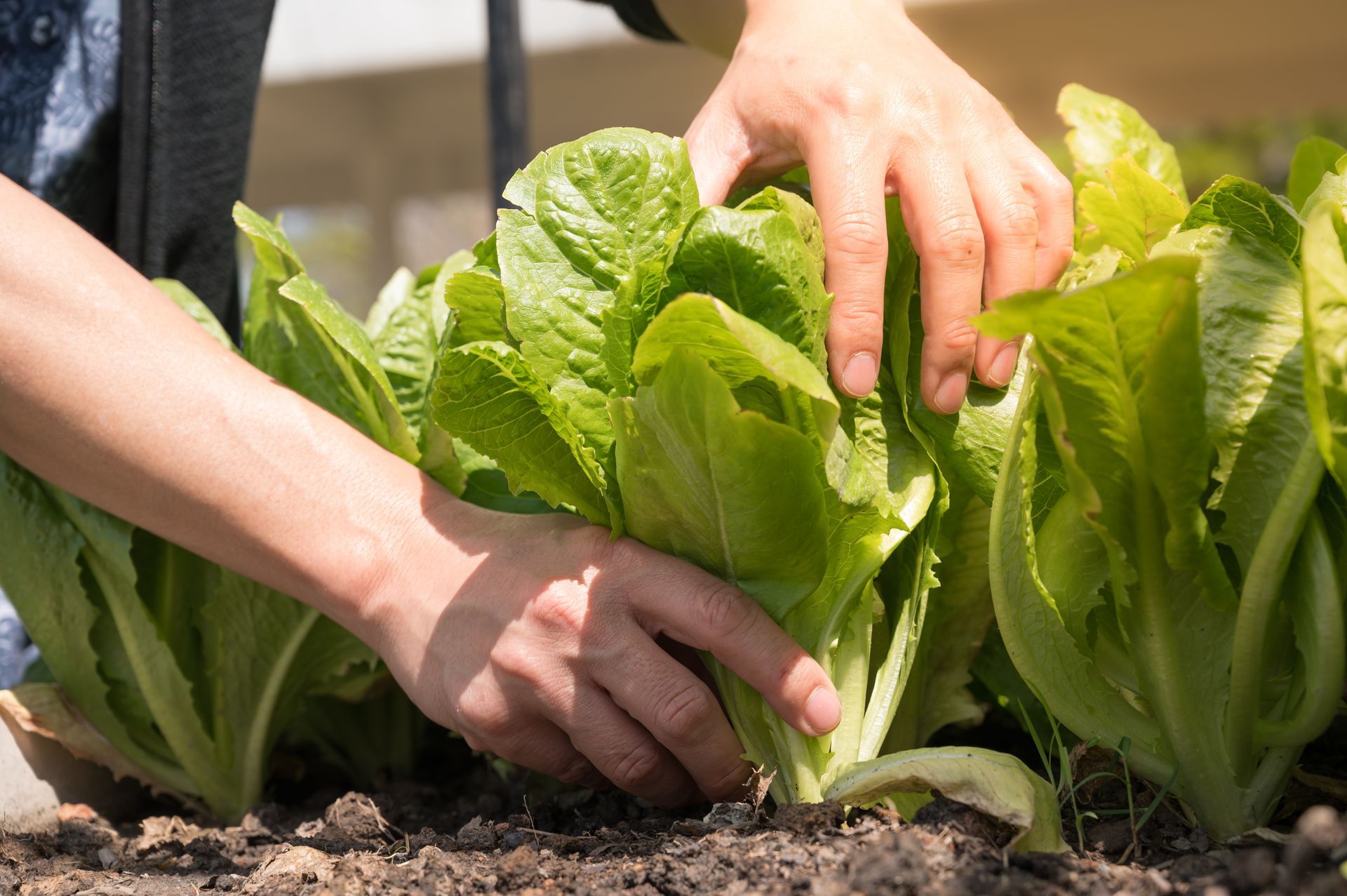 Grower harvesting leafy greens from soil in a Northern California garden