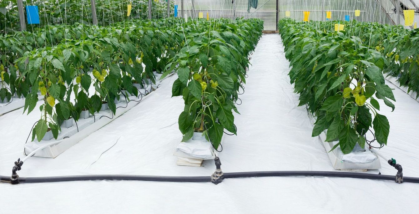 IPM Foliar Spray Program