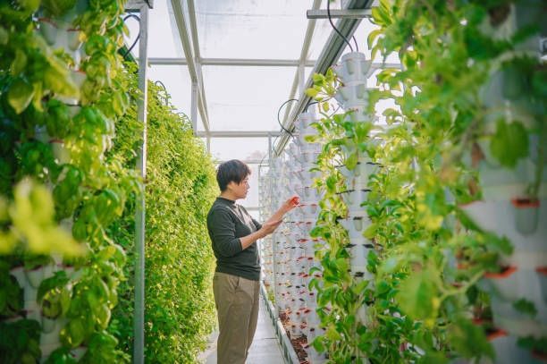 Grower inspecting healthy plants inside a greenhouse