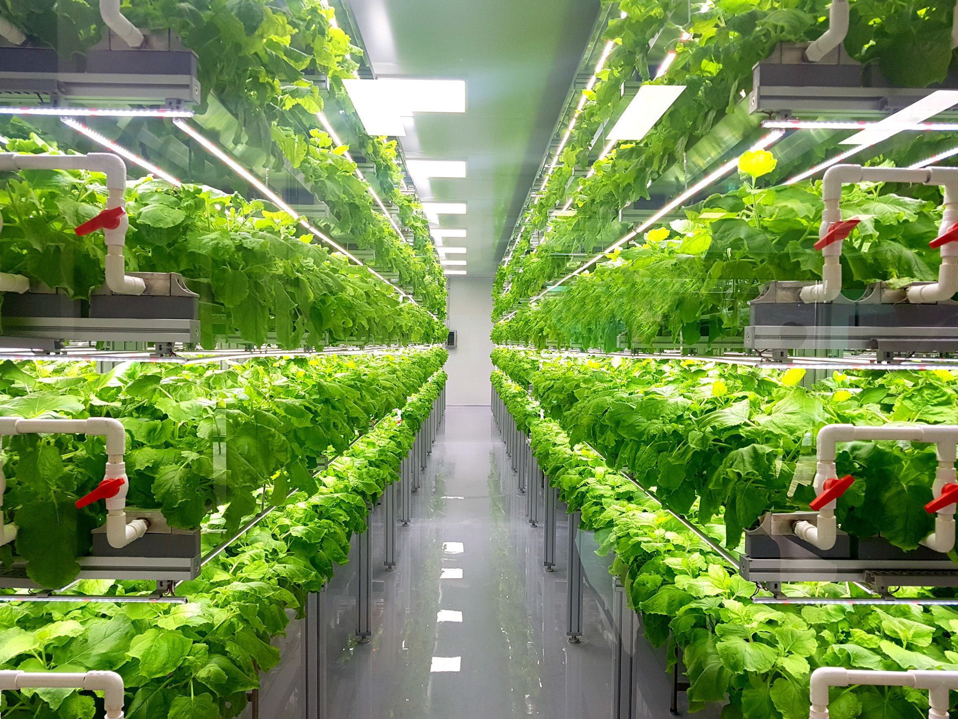 hydroponics for beginners