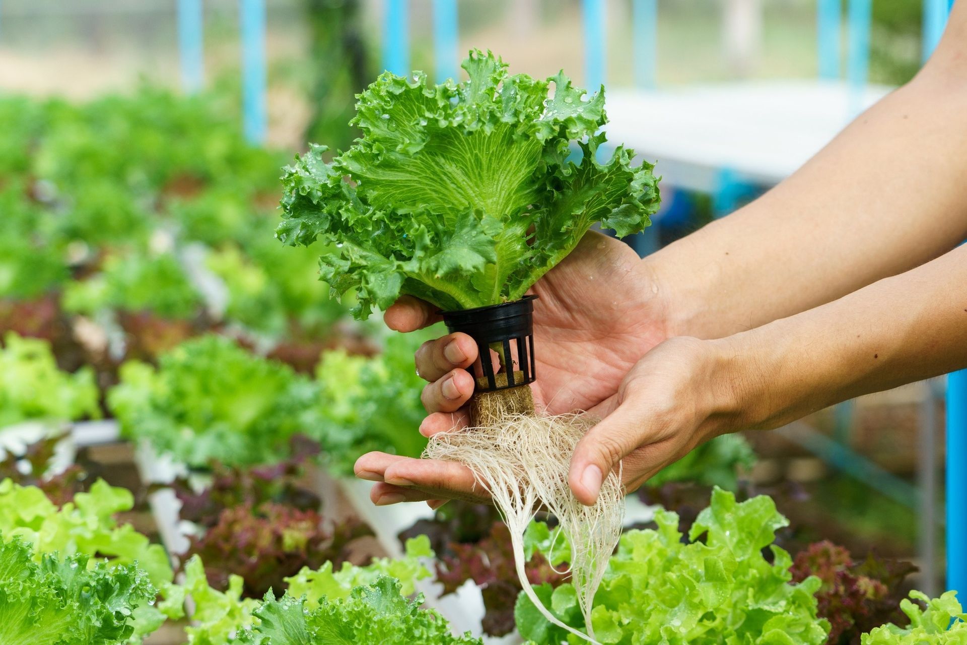 Hands holding a hydroponic lettuce plant with clean white roots