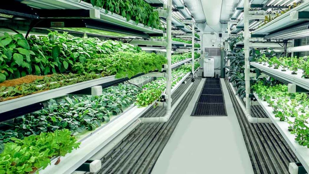 Aisles of hydroponic supplies and plants inside the Golden Valley Hydroponics store