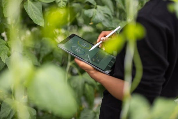 Golden Valley Hydroponics staff member checking plant records in a greenhouse